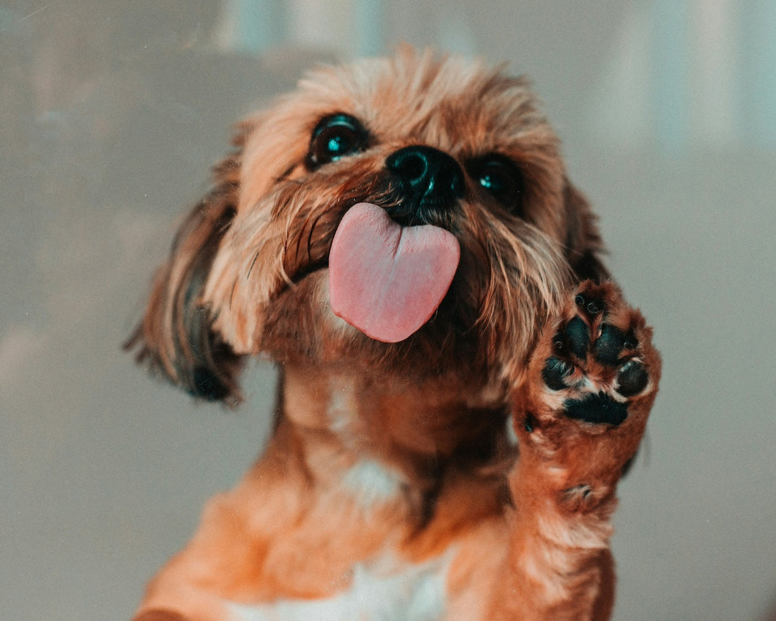 Pfotenpflege Hund