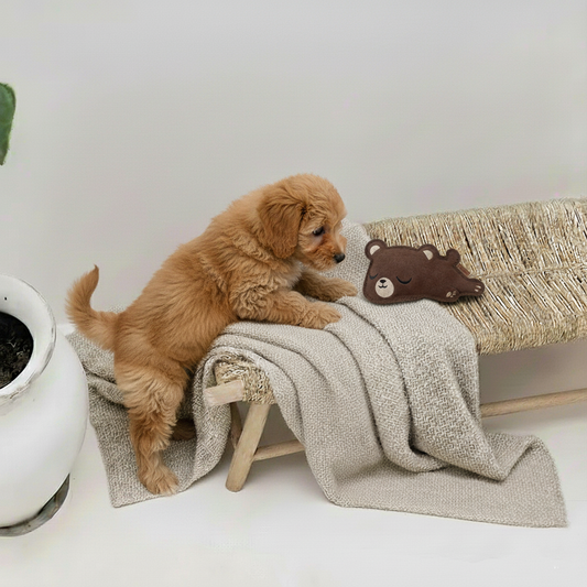 BUDDY. Jouet pour chien en cuir "Petit Ours"