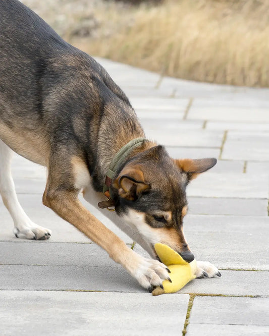 BUDDY. Jouet pour chien en feutre de laine "Banane"
