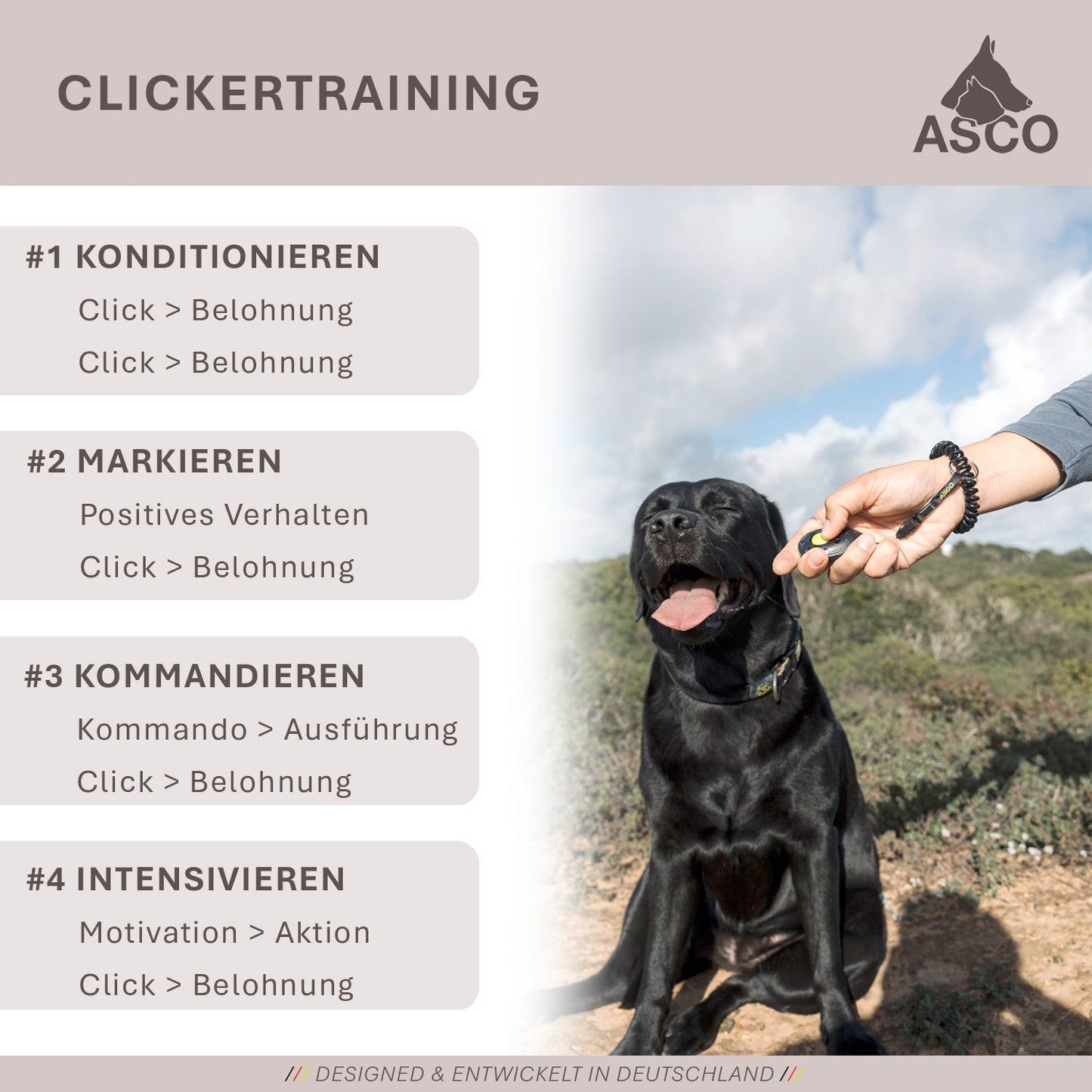 ASCO ClickStick - Target Stick avec Premium Clicker amovible - Tige de Target pour chiens chats Clickertraining - Targetstick extensible avec clicker supplémentaire - Tige de Target pour Target-Training