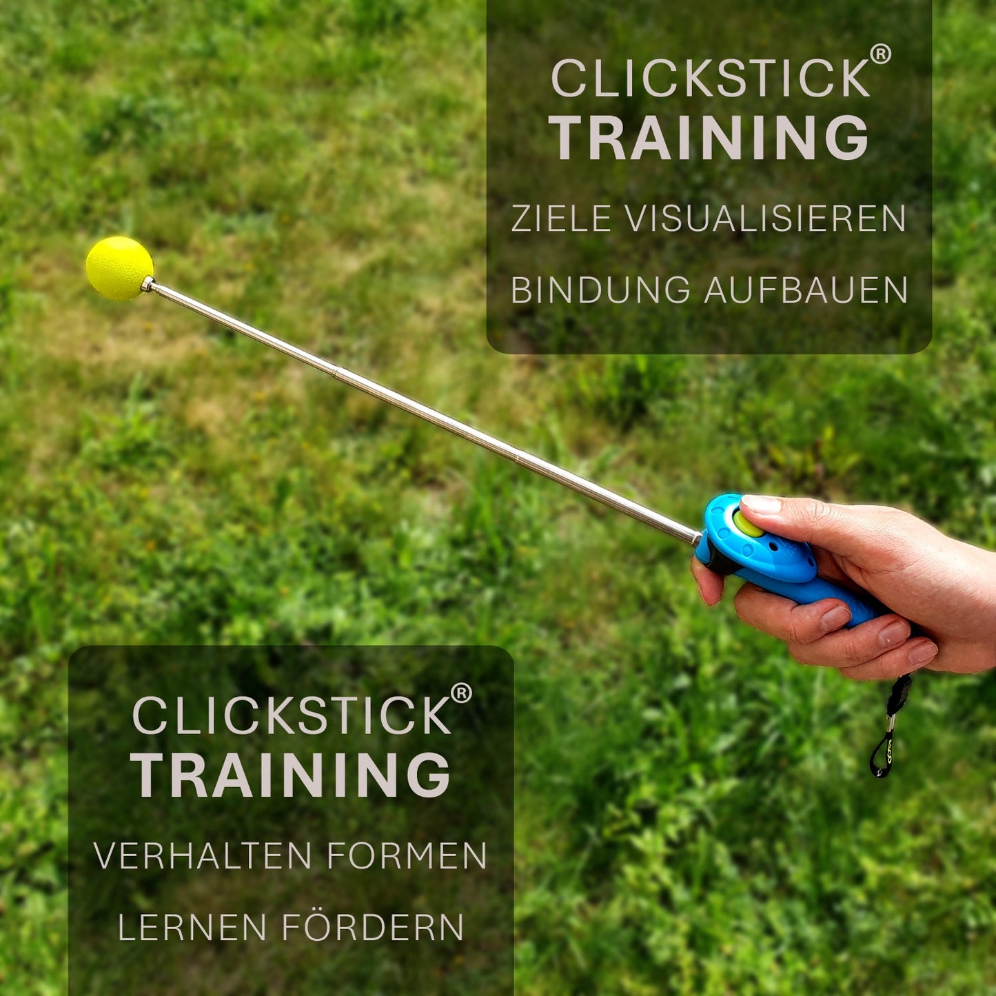 ASCO ClickStick - Target Stick avec Premium Clicker amovible - Tige de Target pour chiens chats Clickertraining - Targetstick extensible avec clicker supplémentaire - Tige de Target pour Target-Training