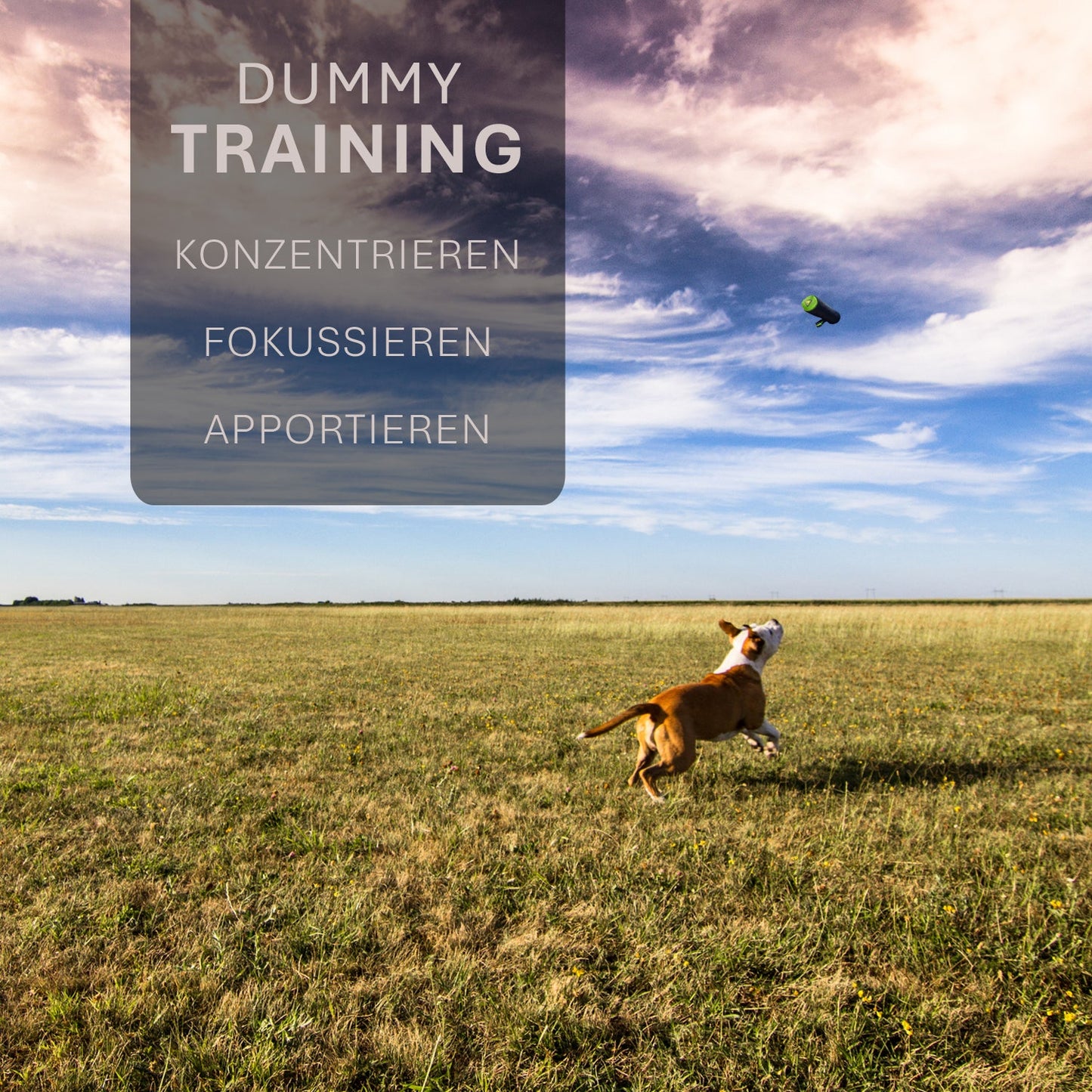 ASCO Dog Dummy - Chien de rapport et de snack (21x7 cm)