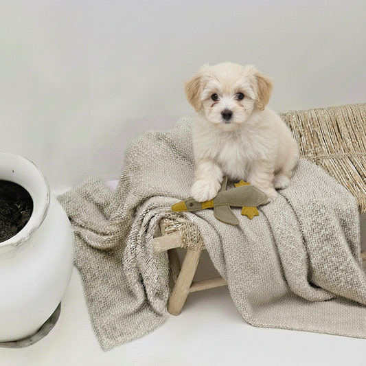 BUDDY. Jouet pour chien en cuir "Petit Canard"