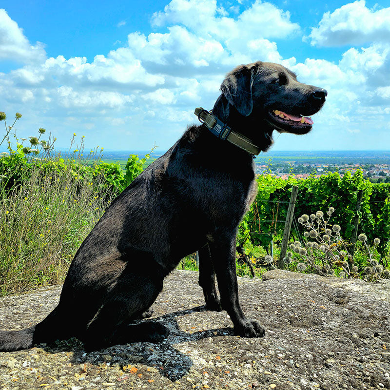 Collier de chien tactique avec nom et poignée, gravure gratuite sur la boucle