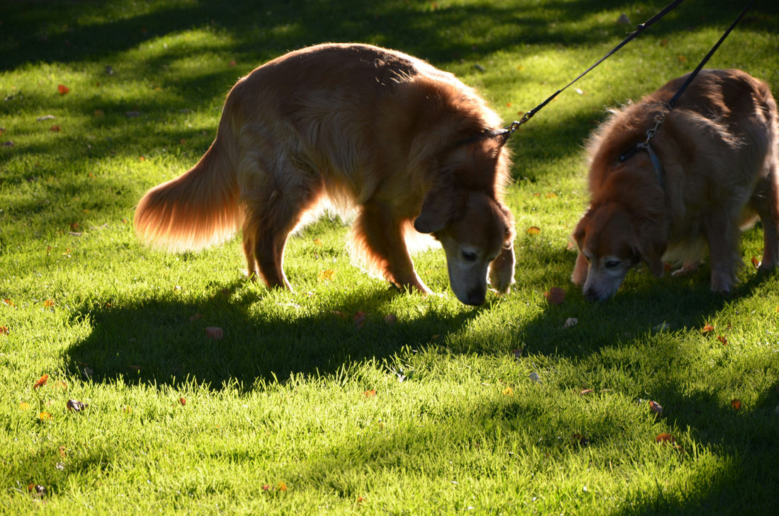 Du willst nicht mehr, dass dein Hund alles frisst? Hier sind 5 Tipps, die wirklich helfen!