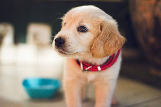 Hund markiert in der Wohnung: Ursachen, Probleme und Lösungen