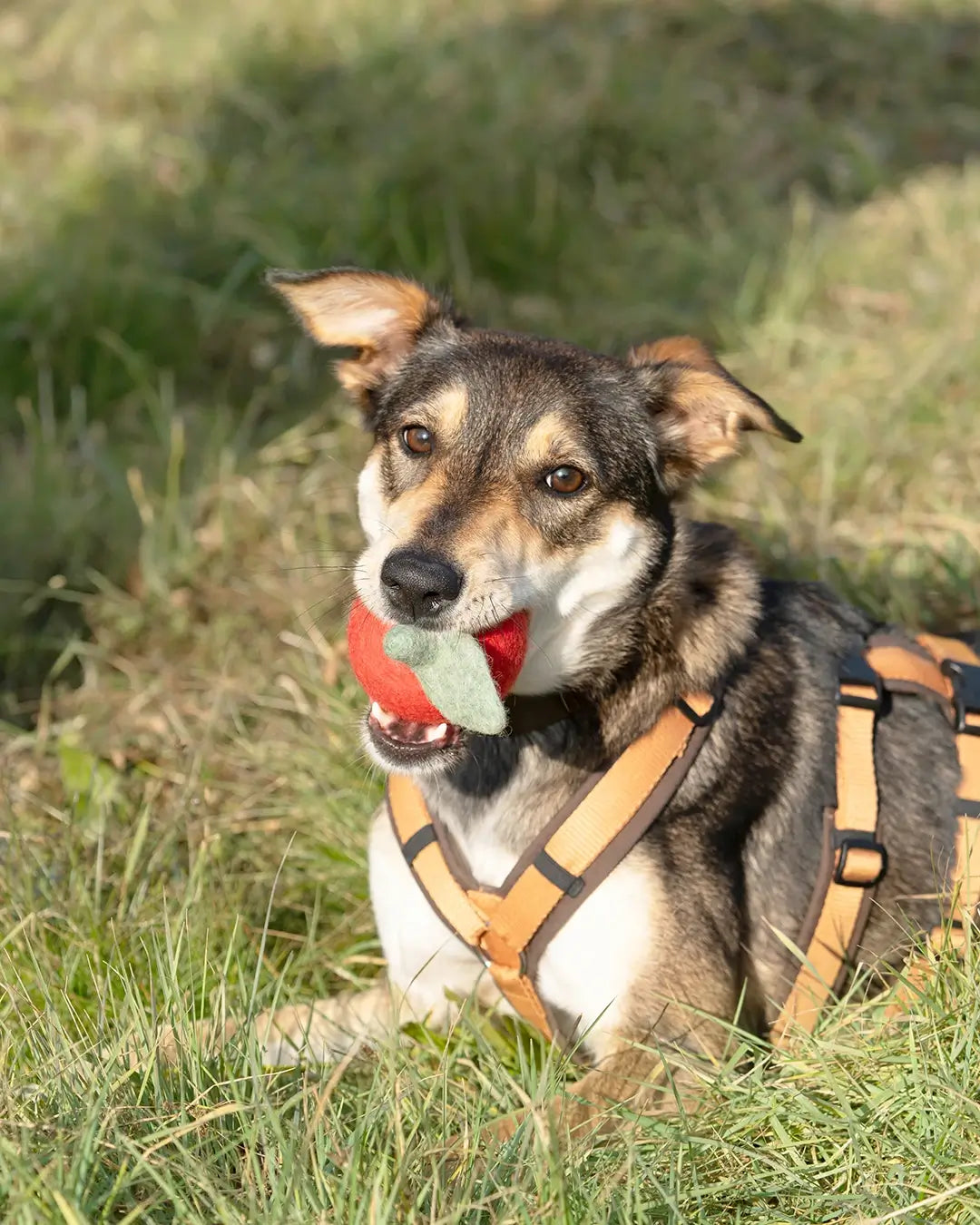 BUDDY. Jouet pour chien en feutre de laine "Pomme" 
