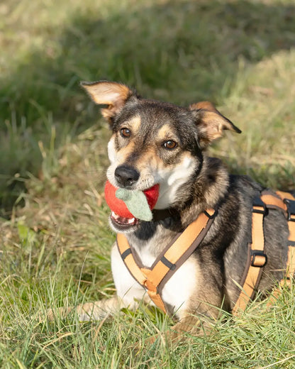 BUDDY. Jouet pour chien en feutre de laine "Pomme" 