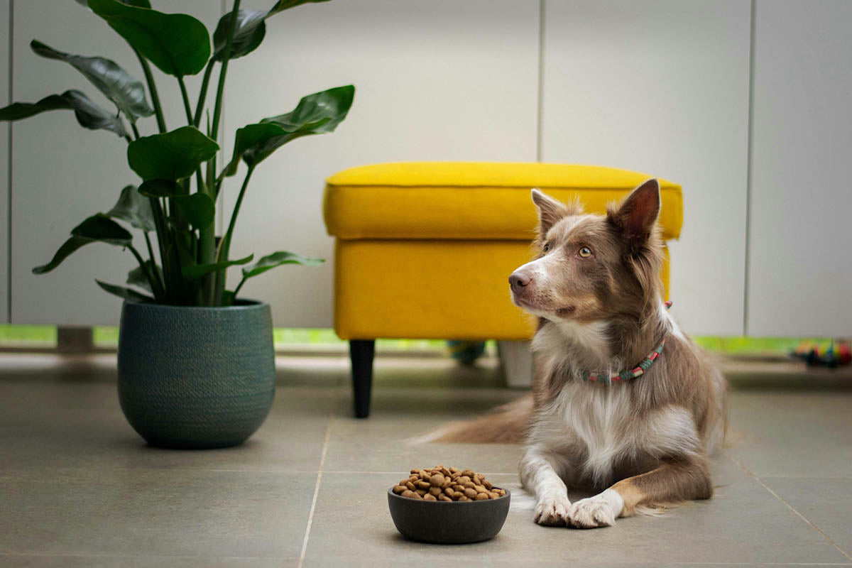 Futternapf mit Namen für Hunde